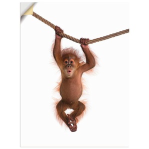 Artland Wandbild Baby Orang Utan hängt an Seil II, Wildtiere (1 St), als Alubild, Outdoorbild, Leinwandbild, Poster, Wandaufkleber