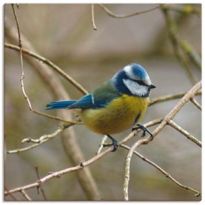 Artland Wandbild Blaumeise, Vögel (1 St), als Leinwandbild, Wandaufkleber in verschied. Größen