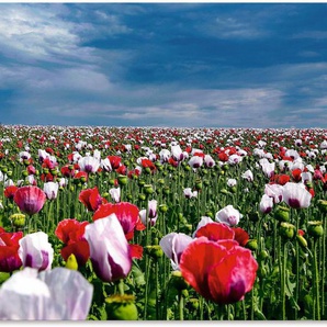 Artland Wandbild Blühende Mohnblumen, Blumenwiese (1 St), als Alubild, Leinwandbild, Wandaufkleber oder Poster in versch. Größen