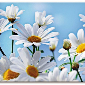 Artland Wandbild Blumen - Margeriten, Blumen (1 St), als Alubild, Outdoorbild, Leinwandbild in verschied. Größen