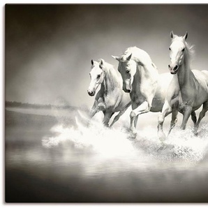 Artland Leinwandbild Herde von weißen Pferden, Haustiere (1 St), auf Keilrahmen gespannt