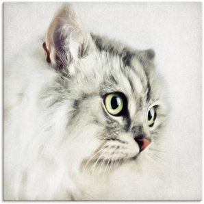 Artland Wandbild Katzenporträt, Haustiere (1 St), als Leinwandbild, Poster, Wandaufkleber in verschied. Größen