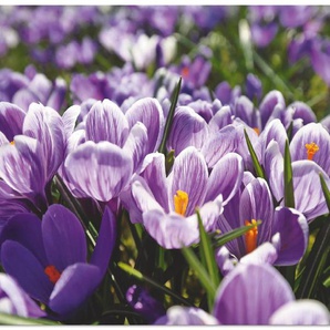 Artland Wandbild Krokusblumenwiese, Blumenwiese (1 St), als Alubild, Leinwandbild, Wandaufkleber oder Poster in versch. Größen