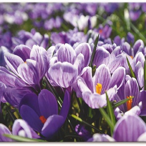 Artland Wandbild Krokusblumenwiese, Blumenwiese (1 St), als Alubild, Leinwandbild, Wandaufkleber oder Poster in versch. Größen