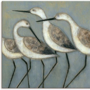 Artland Wandbild Küstenvögel I, Vögel (1 St), als Alubild, Outdoorbild, Leinwandbild, Poster in verschied. Größen