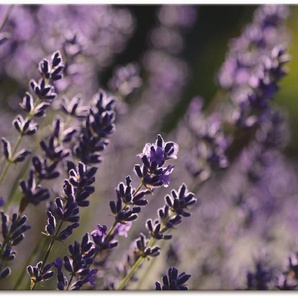 Artland Wandbild Lavendel, Blumen (1 St), als Leinwandbild in verschied. Größen