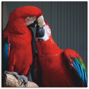 Artland Wandbild Papageien, Vögel (1 St), als Alubild, Leinwandbild, Wandaufkleber oder Poster in versch. Größen