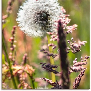 Artland Wandbild Pusteblume III, Blumen (1 St), als Alubild, Leinwandbild, Wandaufkleber oder Poster in versch. Größen