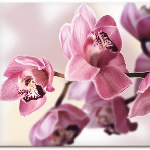 Artland Wandbild Rosa Orchidee, Blumenbilder (1 St), als Alubild, Leinwandbild, Wandaufkleber oder Poster in versch. Größen