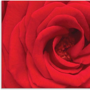 Artland Wandbild Rote Rose, Blumen (1 St), als Alubild, Outdoorbild, Leinwandbild in verschied. Größen
