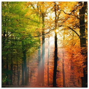 Artland Wandbild Schöner Herbsttag 2, Wald (1 St), als Alubild, Outdoorbild, Leinwandbild, Poster in verschied. Größen