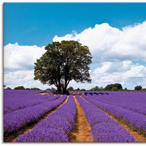 Artland Wandbild Schönes Lavendelfeld im Sommer, Felder (1 St), als Alubild, Outdoorbild, Leinwandbild in verschied. Größen