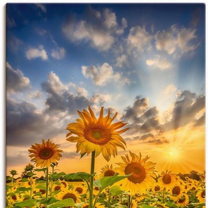 Artland Wandbild Sonnenblumen im Sonnenuntergang, Blumenbilder (1 St), als Leinwandbild, Poster in verschied. Größen