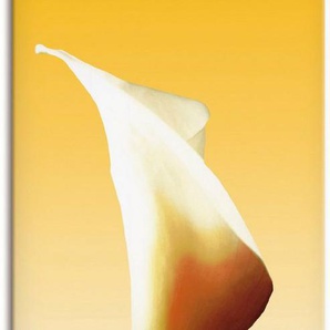 Artland Leinwandbild Sonnenschein Calla I, Blumenbilder (1 St), auf Keilrahmen gespannt