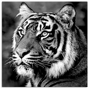 Artland Wandbild Tiger, Wildtiere (1 St), als Leinwandbild, Wandaufkleber oder Poster in versch. Größen