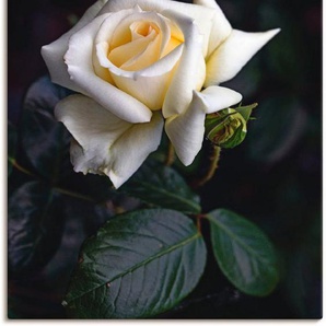 Artland Wandbild Weiß-gelbe Rose, Blumen (1 St), als Leinwandbild, Poster in verschied. Größen
