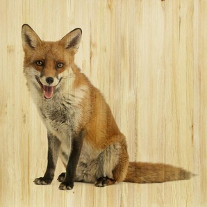 Babywanddeko Felix Fuchs , Mehrfarbig , Holz , Birke , 50x50x3 cm , Babymöbel, Babyzimmer Deko, Babywanddeko