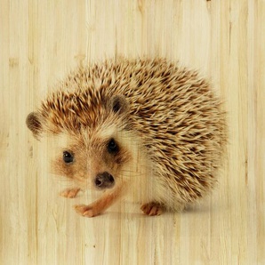 Babywanddeko Ivo Igel , Mehrfarbig , Holz , Birke , 40x40x3 cm , Babymöbel, Babyzimmer Deko, Babywanddeko