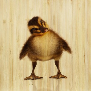 Babywanddeko Karlchen Küken , Mehrfarbig , Holz , Birke , 40x40x3 cm , Babymöbel, Babyzimmer Deko, Babywanddeko