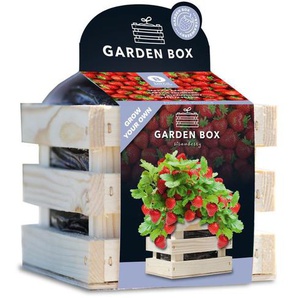 Baza Seeds Garden Box saftige Erdbeere GLO693109205
