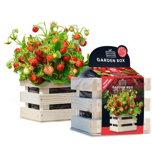 Baza Seeds Garden Box Walderdbeeren rot GLO693109786