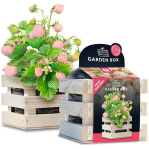 Baza Seeds Garden Box Walderdbeeren weiß GLO693109785