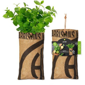 Baza Seeds hängender Garten Bio Minze GLO693109799