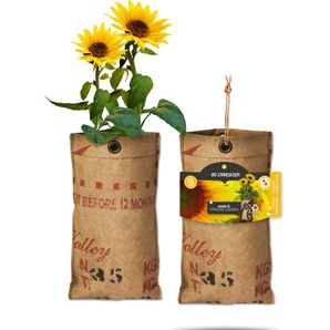 Baza Seeds hängender Garten Bio Sonnenblume GLO693109794