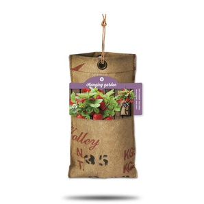 Baza Seeds hängender Garten riesige Erdbeere GLO693109071