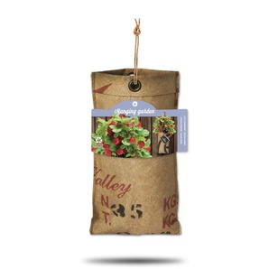 Baza Seeds hängender Garten saftige Erdbeere GLO693109068