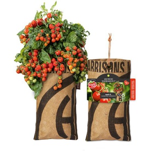 Baza Seeds hängender Garten Strauchtomate Heartbreakers GLO693109792