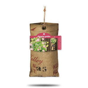 Baza Seeds hängender Garten Walderdbeere weiß GLO693109069