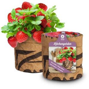 Baza Seeds Küchengarten riesige Erdbeere GLO693109788