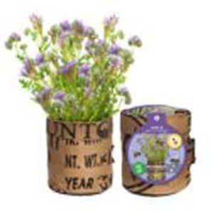 Baza Seeds Nützlingsblumen Kapuzinerkresse GLO693100478