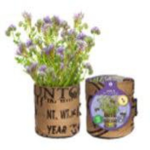 Baza Seeds Nützlingsblumen Nigelle GLO693100475