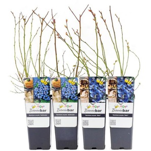 Blaubeerpflanzen - Lila -
