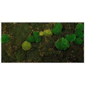 Bönninghoff Bild mit Rahmen Mixmoos, Natur (1 St), jedes Bild ein Unikat, BxH: 120x60 cm