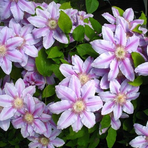 Clematis Nelly Moser®
