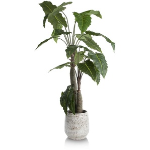 Coco Maison Alocasia Giant Tree H180cm Kunstpflanze