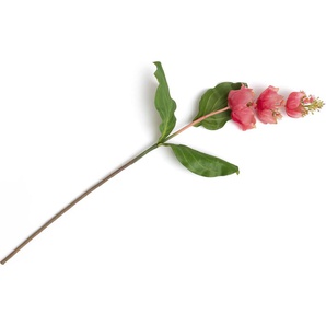 Coco Maison Medinilla Spray Kunstblume H110cm