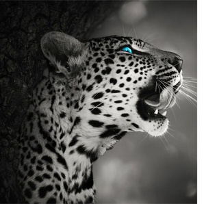 Bild mit Uhr CONNI OBERKIRCHER´S Wild Nature - Wilde Tiere Bilder Gr. Ø, Tiger, schwarz-weiß (azur, schwarzweiß) Mehrteilige Bilder Wanduhren mit dekorativer Uhr, Raubkatze, Eule, Nacht