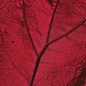 Consalnet Vliestapete Nahaufnahme rotes Blatt, botanisch