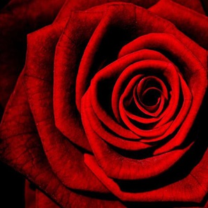 Consalnet Vliestapete Rote Rose, floral