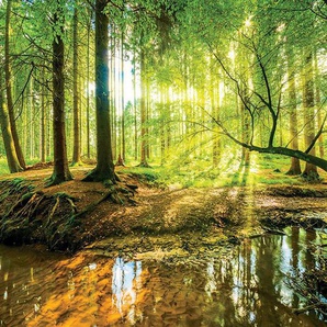 Consalnet Vliestapete SONNIGER WALD, grafisch, natur, fototapete für Wohnzimmer oder Schlafzimmer