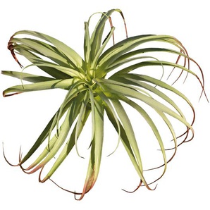 Dekostecker Tillandsia Grün L23cm