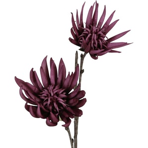 Dijk Natural Dijk Kaktusblüte lila 80 cm GLO660406247