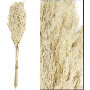 Dijk Natural Dijk Schilf Feder 75 cm GLO660054315