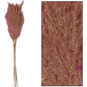 Dijk Natural Dijk Schilf Feder 75 cm GLO660054316