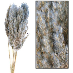 Dijk Natural Dijk Schilf Feder grau 84 x 10 x 6 cm GLO660054590