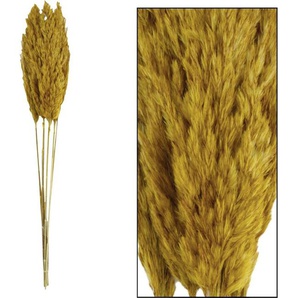 Dijk Natural Dijk Schilf Feder ocker 84 x 10 x 6 cm GLO660054591